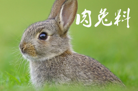 肉兔料